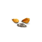 Oyster Gold - 3 uds. - 100x100 Chef